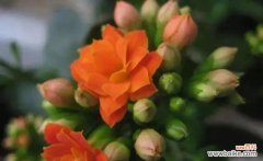 揭示健康长寿的花的神奇力量 探索健康长寿的秘密——以代表健康长寿的花为主题