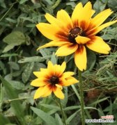 传递积极向上的生命力 盛放向阳的花朵