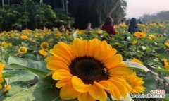 探索大自然中的秘密 积极向上的植物