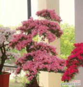 以花为媒 花开吉祥如意绵延