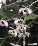 盛开在逆境中的花朵 坚强傲骨