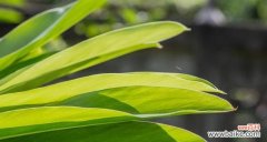 探索植物世界中的坚韧生命力 坚强如植，勇往直前