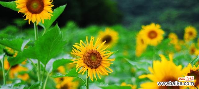 探索植物中的坚韧力量 坚韧植物