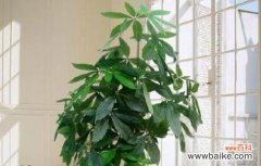 以代表健康的植物为主题的探索之旅 探索健康的绿色世界