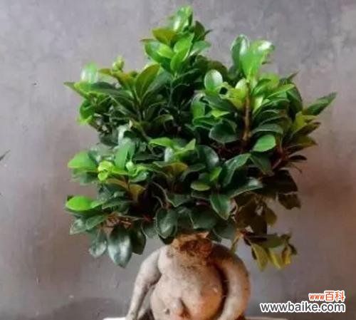 走进寿命长的植物世界 探索代表健康长寿的植物