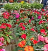 以代表姐妹情深的花为主题 花开姐妹情深