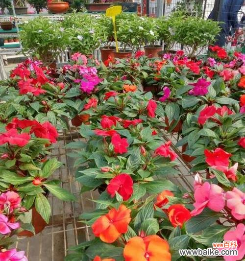 以代表姐妹情深的花为主题 花开姐妹情深