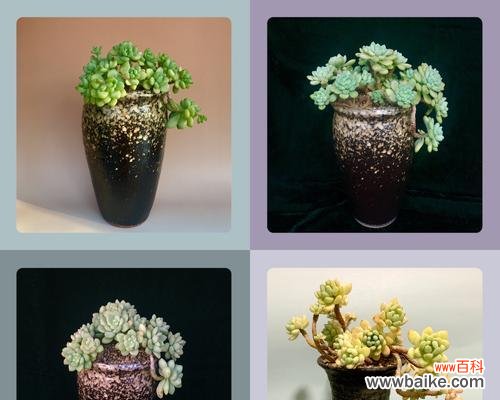 红蝶多肉的花语和寓意是什么?红蝶多肉养护技巧有哪些?