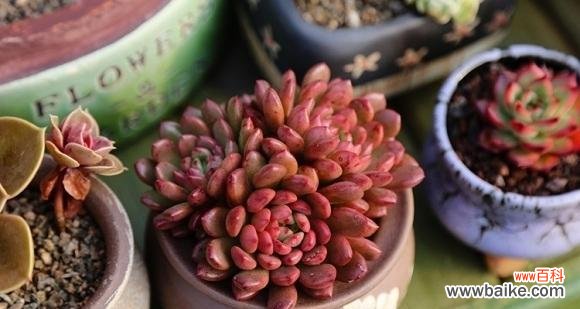 红蝶多肉的花语和寓意是什么?红蝶多肉养护技巧有哪些?