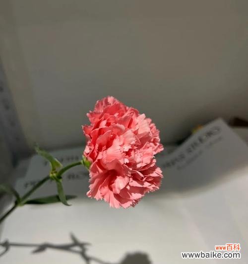 表达担待与宽容的花语有哪些？