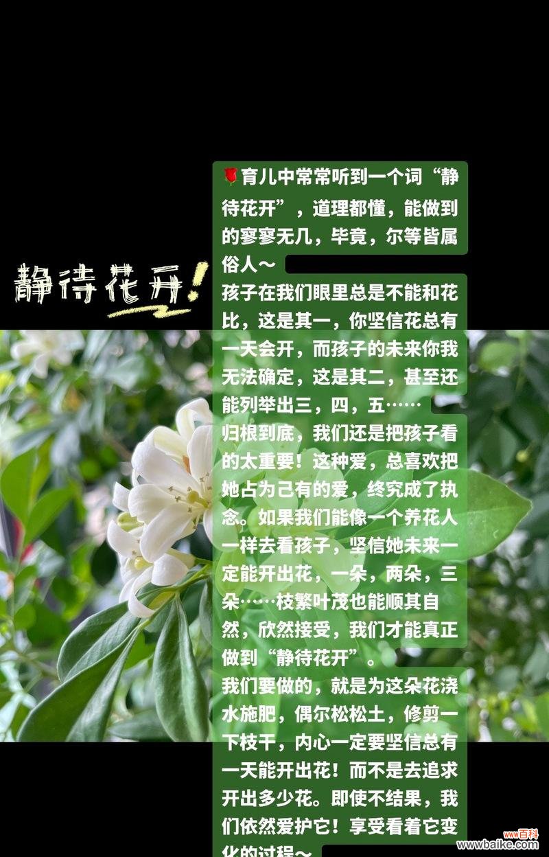 表达担待与宽容的花语有哪些？