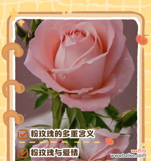 渐变粉玫瑰代表什么?它的花语有何特别之处?