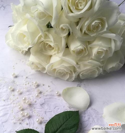 九红二白玫瑰花代表什么花语?它的含义是什么?