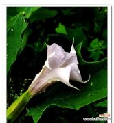 黑色曼陀罗的花语有何神秘之处？