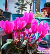 仙客来的花语是什么？它代表了什么？