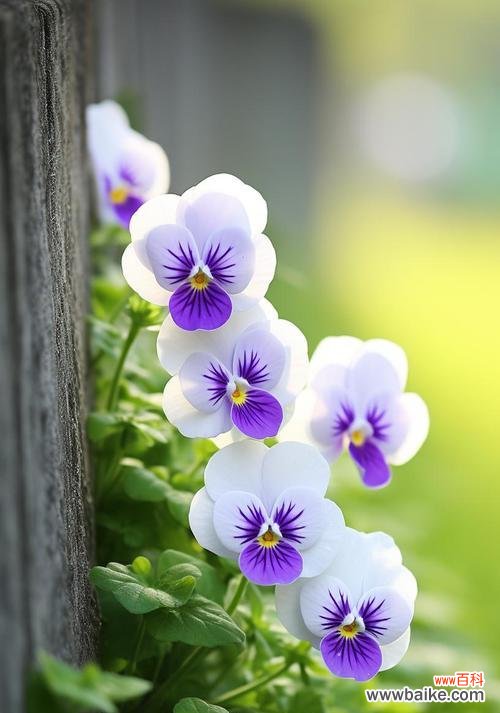 紫罗兰玫瑰花语和寓意是什么？紫罗兰玫瑰代表什么？