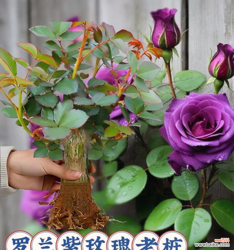 紫罗兰玫瑰花语和寓意是什么？紫罗兰玫瑰代表什么？