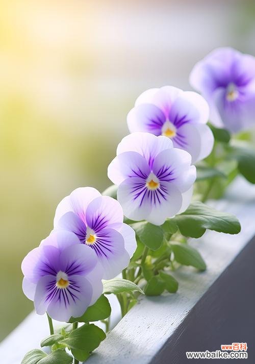 紫罗兰玫瑰花语和寓意是什么？紫罗兰玫瑰代表什么？