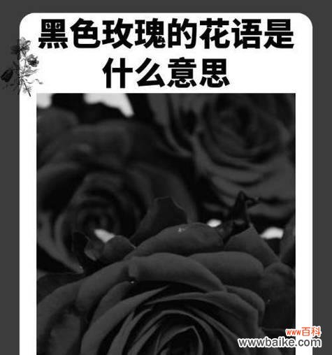 什么花语代表什么意思？如何理解花语的深层含义？