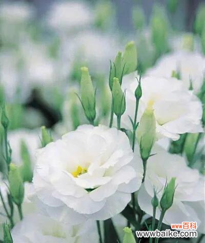 桔梗花语解读与应用，传递美好心愿 桔梗花语的深意