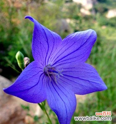 桔梗花语解读与应用，传递美好心愿 桔梗花语的深意