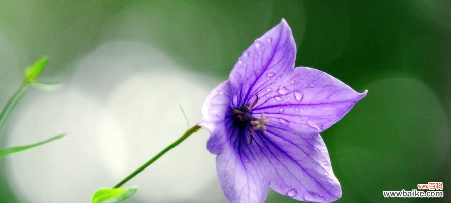 桔梗花语解读与应用，传递美好心愿 桔梗花语的深意