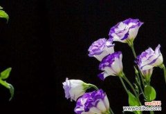 探究桔梗花的意义与象征 桔梗花语的深意