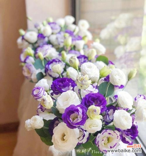 探索桔梗花的象征意义与传承 桔梗花语的深意