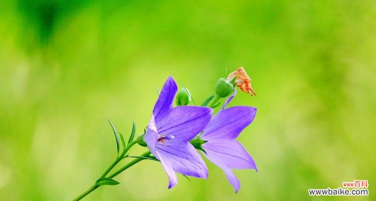 探索桔梗花的象征意义与传承 桔梗花语的深意
