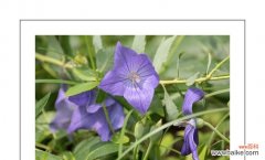 桔梗花语的文化内涵与传承方式 桔梗花语的深意与传承