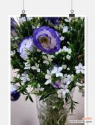 桔梗花的花语、寓意和文化内涵 桔梗花