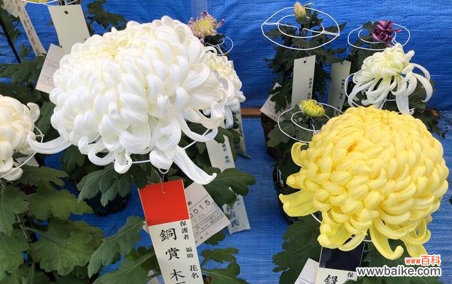 探寻紫色菊花所代表的含义与象征 紫色菊花的花语