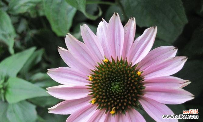 菊花代表的寓意及其传承的文化内涵 菊花寓意