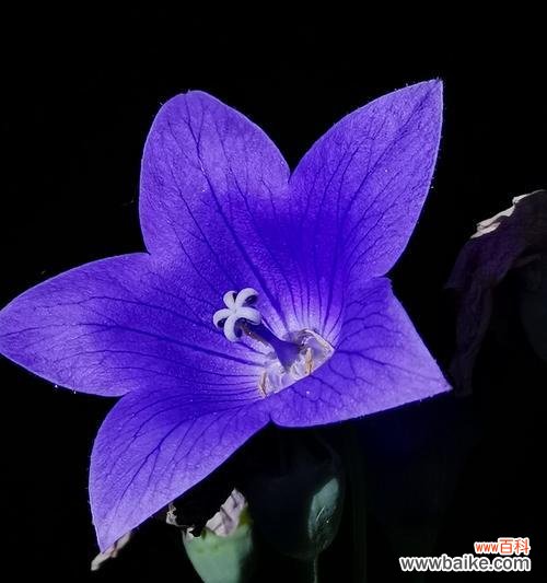 解读桔梗花语的深层内涵 桔梗花语的象征意义