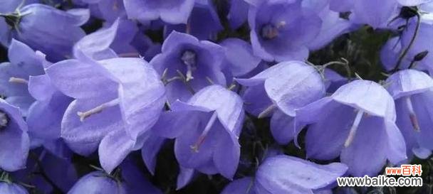 解读桔梗花语的深层内涵 桔梗花语的象征意义