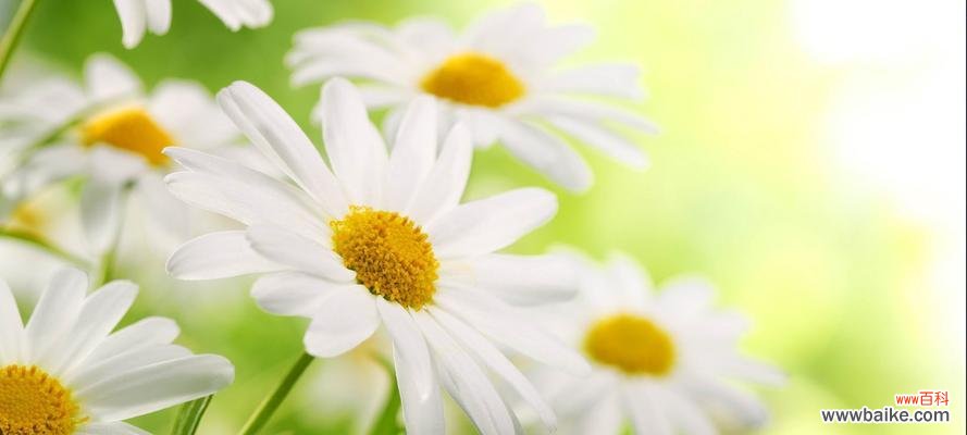 探寻菊花背后的花语秘密 菊花的花语与象征意义