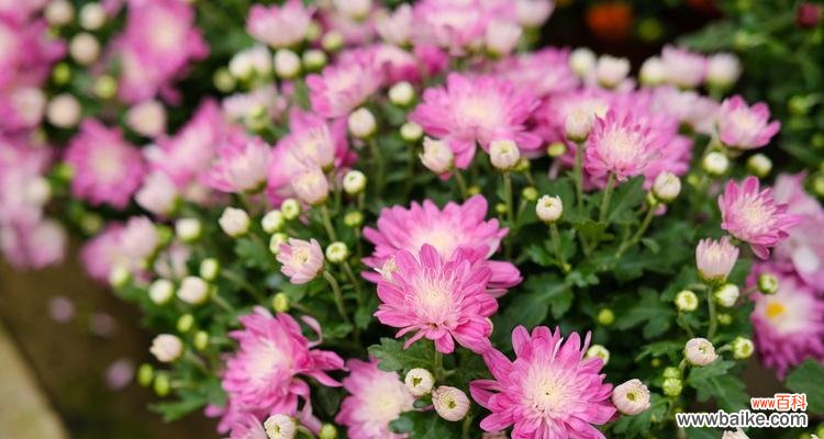 深入探究菊花的文化寓意与传统象征 菊花的象征意义