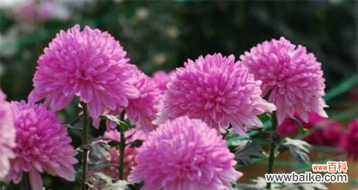 深入探究菊花的文化寓意与传统象征 菊花的象征意义