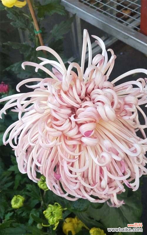 深入探究菊花的文化寓意与传统象征 菊花的象征意义