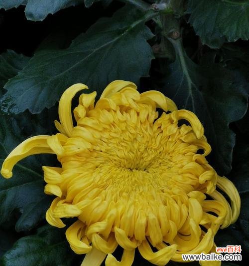 纯洁与希望的象征——白菊花 白菊花的象征意义与寓意