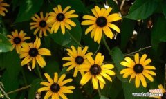 纯洁与希望的象征——白菊花 白菊花的象征意义与寓意