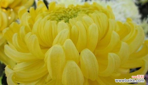 纯洁与希望的象征——白菊花 白菊花的象征意义与寓意