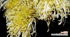 揭开菊花的秘密，了解它们的特点和象征意义 菊花的美丽与象征意义