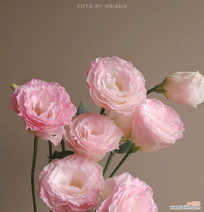 菊花的花语传递着爱情的情感与祝福 菊花的花语与寓意