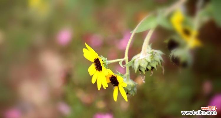 菊花的花语传递着爱情的情感与祝福 菊花的花语与寓意