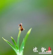 揭开惊蛰植物的神秘面纱 惊蛰