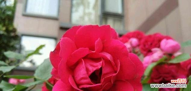 美丽倔强 老年人如何如同傲立花海中的紫薇