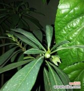 以植物为媒介 老师的化身