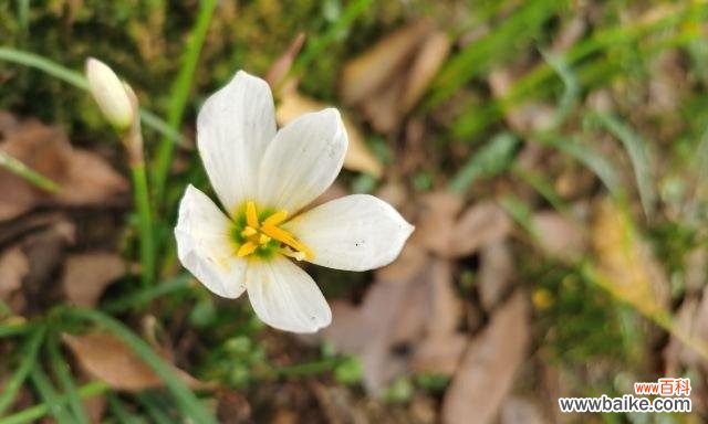 揭开植物世界中的分离之谜 离别的植物