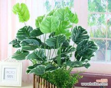 传统礼仪中扮演重要角色的植物及其象征意义 代表礼仪的植物